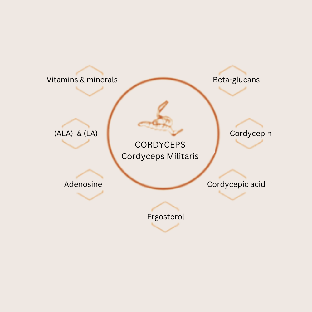 OMG Mushrooms CORDYCEPS compounds