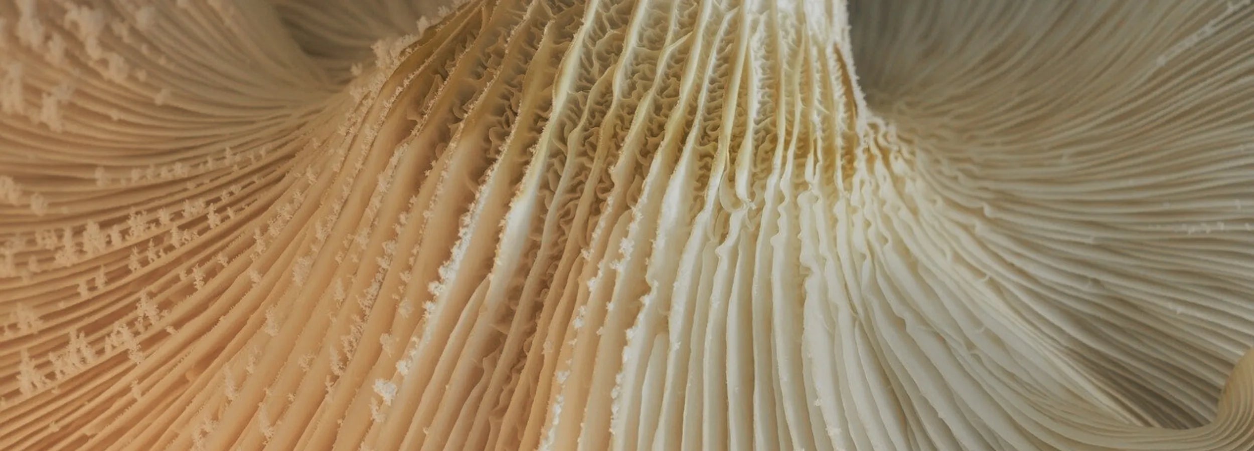 do you have any questions oyster mushroom image