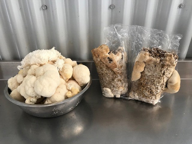 fruiting bodies versus Myceliated grain Mushrooms