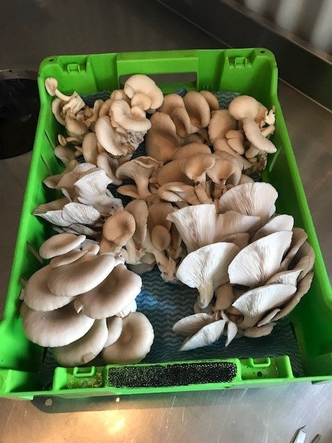 OMG Mushrooms tray of oyster mushrooms